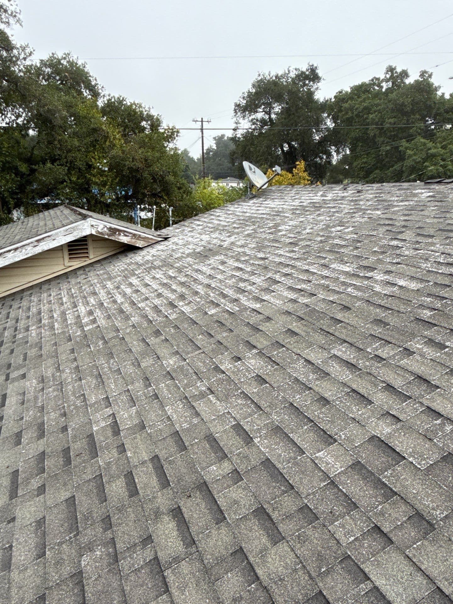 A gray composition roof running away from the camera under oaks, the shingle faded and mottled pale where the granules have worn off