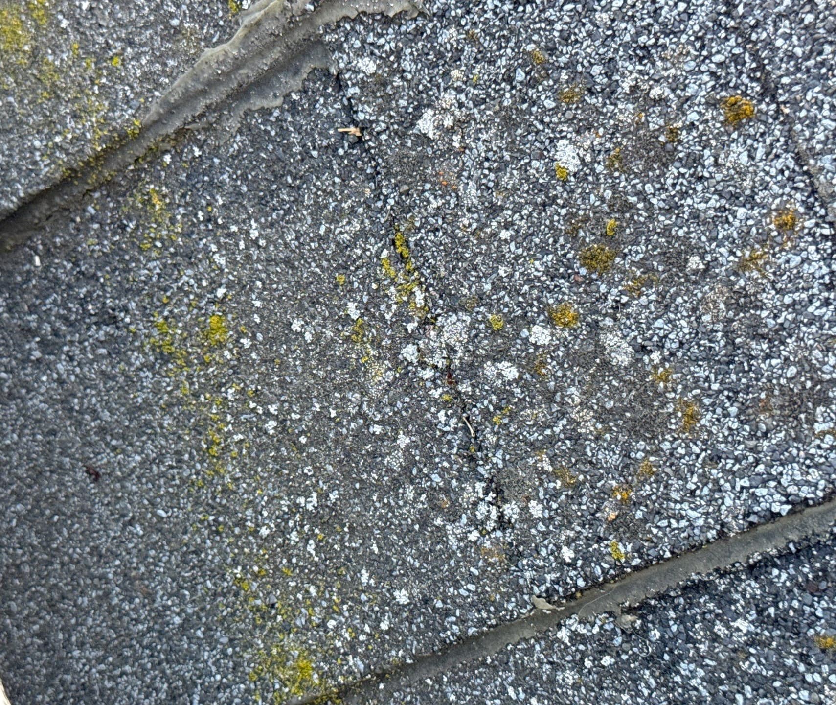 Macro view of lichen rooted down among the granules of a composition shingle rather than sitting on the surface.
