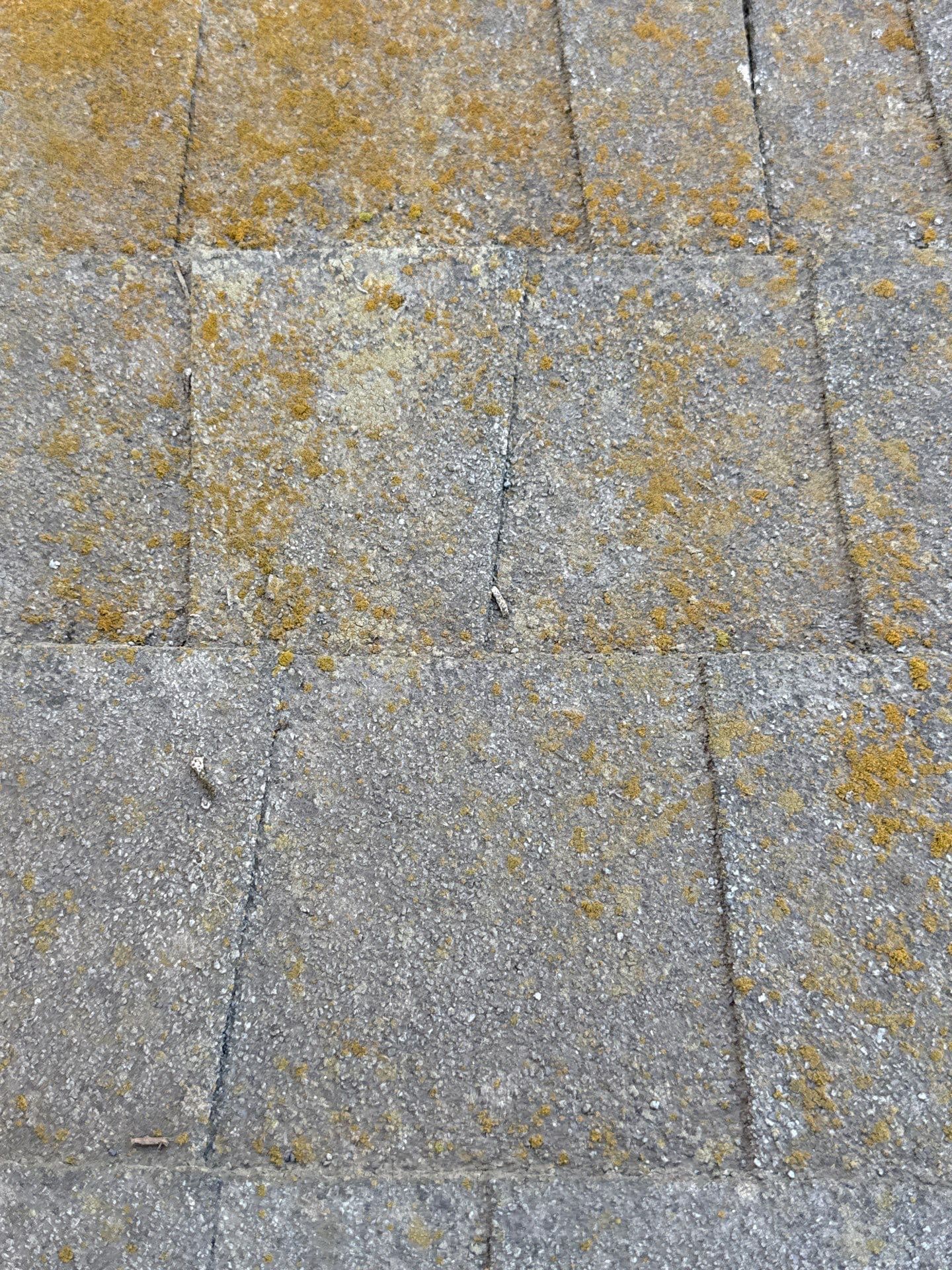 Heavy gold and green lichen patches spread across a composition slope.