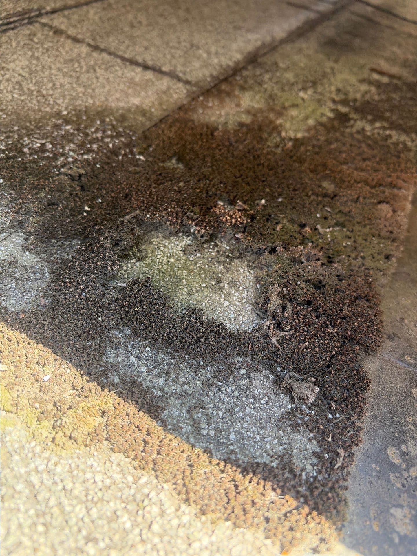 Close view of raised green moss and gold lichen growing across composition shingles, holding moisture against the surface.